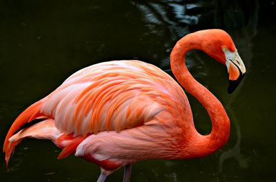 Flamingo in florida