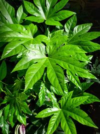 High angle view of leaves on plant