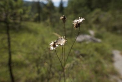 Close-up of wilted dandelion flower on field