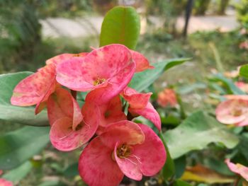 Close-up of pink day lily blooming outdoors