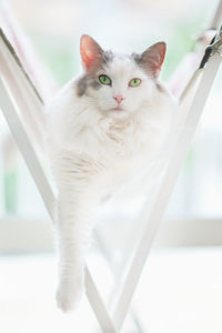 Cat sitting on hammock looking at camera