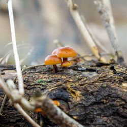 Close-up of mushrooms on log