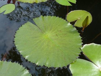 Close-up of lotus water lily