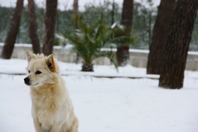 Dog outdoors in winter