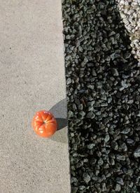 High angle view of orange flower on plant