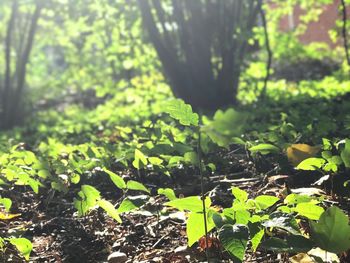 Close-up of fresh green plants