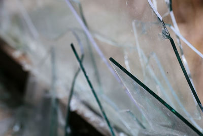 Close-up of plant against blurred background