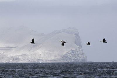 Birds flying over sea against sky