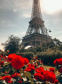 View of red flowering plant against cloudy sky