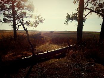 Scenic view of trees on field against sky