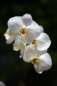 Close-up of white orchid