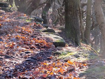 Close-up of tree in forest during autumn