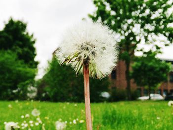 Dandelion growing on field