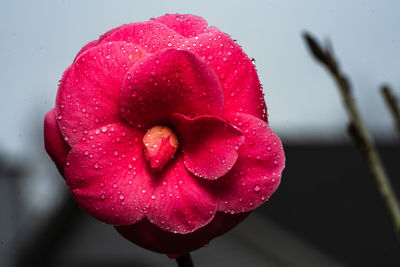Close-up of wet pink rose