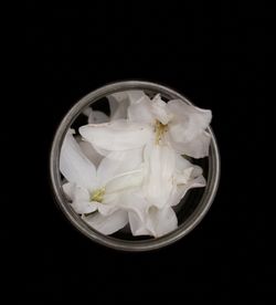 Close-up of white flower in bowl against black background