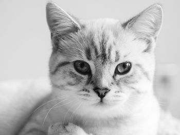 Close-up portrait of cat