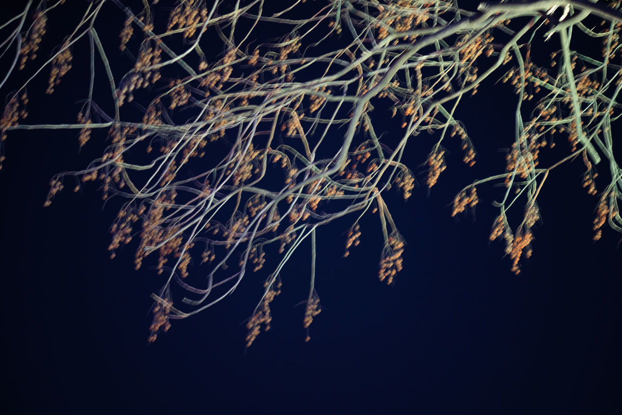 LOW ANGLE VIEW OF ILLUMINATED TREE AGAINST SKY