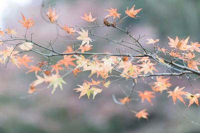 Close-up of maple leaves on tree during autumn