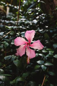 Close-up of pink flowering plant