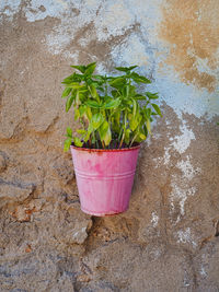 High angle view of potted plant against wall