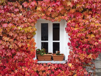 Red ivy on a facade of a building