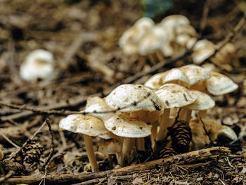 Close-up of mushroom on field