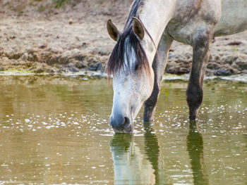 Horse drinking water