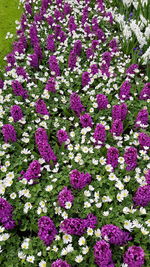 High angle view of pink flowering plants in field