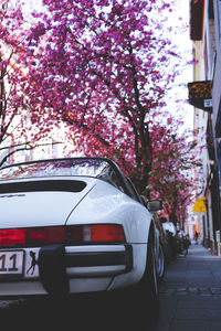 View of cherry blossom on road in city