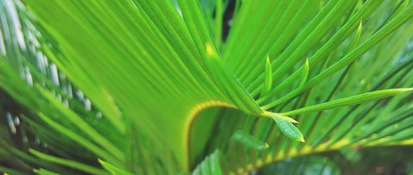 Close-up of insect on leaf