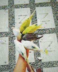 Close-up of hand holding leaf