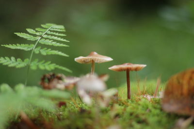 Close-up of grass growing on field