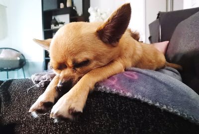 Dog sleeping on sofa at home