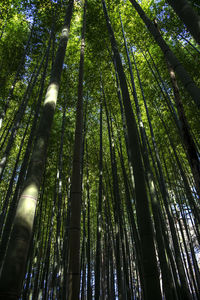 Low angle view of bamboo trees in forest