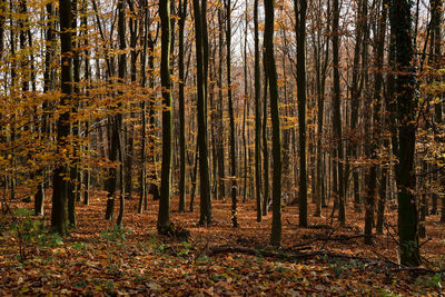 Trees in forest during autumn