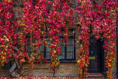 Red flowering plants by building