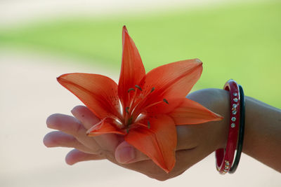 Close-up of orange flower on plant