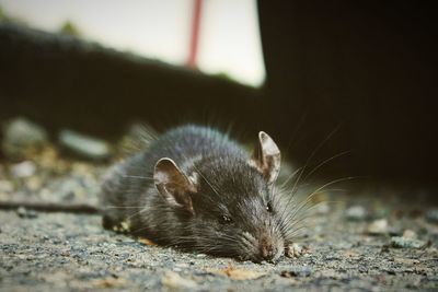 Close-up of an animal