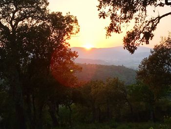 Trees in forest against sky during sunset