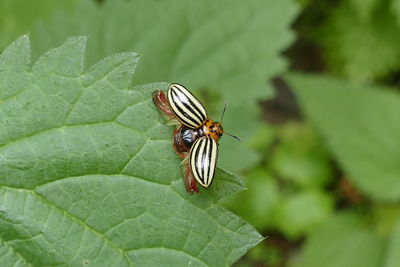 Close-up of insect on leaf