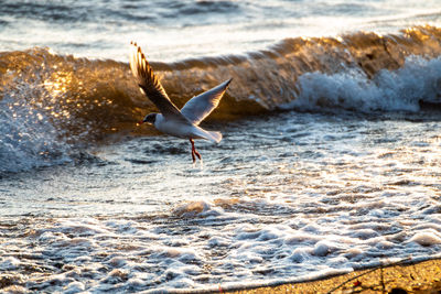 Seagull flying over sea