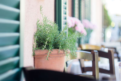 Close-up of potted plant against window