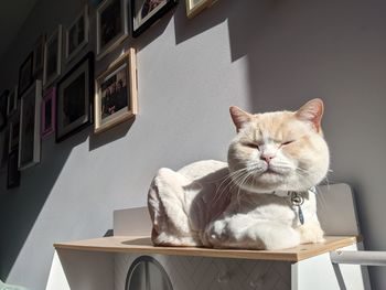 Portrait of cat sitting on table at home