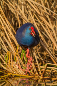 Close-up of bird perching on plant