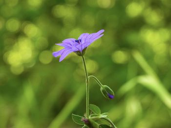 Close-up of purple flowering plant