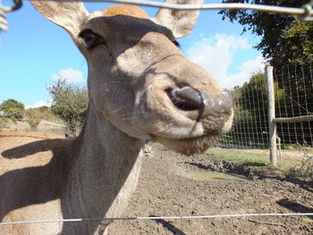 Close-up of giraffe against sky