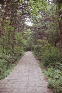 Dirt road amidst trees in forest