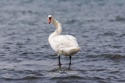 Mute swan on lake