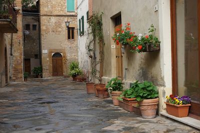 Potted plants outside building