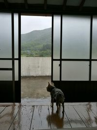 Dog by window against sky